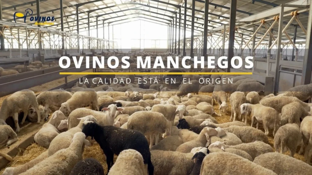 cebadero-ovinos-tomelloso-ovinos-manchegos
